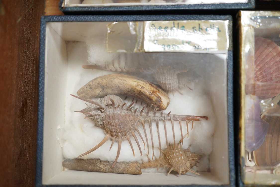 A 19th century mahogany box with three ‘lift-out’ trays, containing an old collection of sea shells and other marine invertebrates, dimensions of the box; 40.5cm wide, 23cm deep, 23cm high